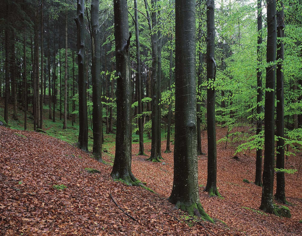 Scopri di più sull'articolo IA per la silvicoltura, in Tirolo il nuovo progetto Arge Alp