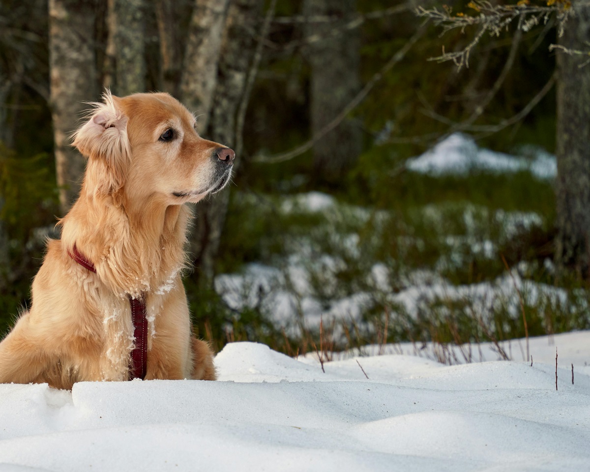 Scopri di più sull'articolo Malattie da zecca in cani apparentemente sani, che fare?
