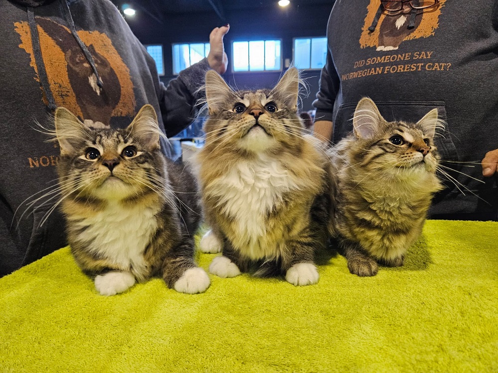 Mehr über den Artikel erfahren A Bolzano ‘I gatti più belli del mondo’ 2025 e sui social scatta il contest fotografico per i mici di casa