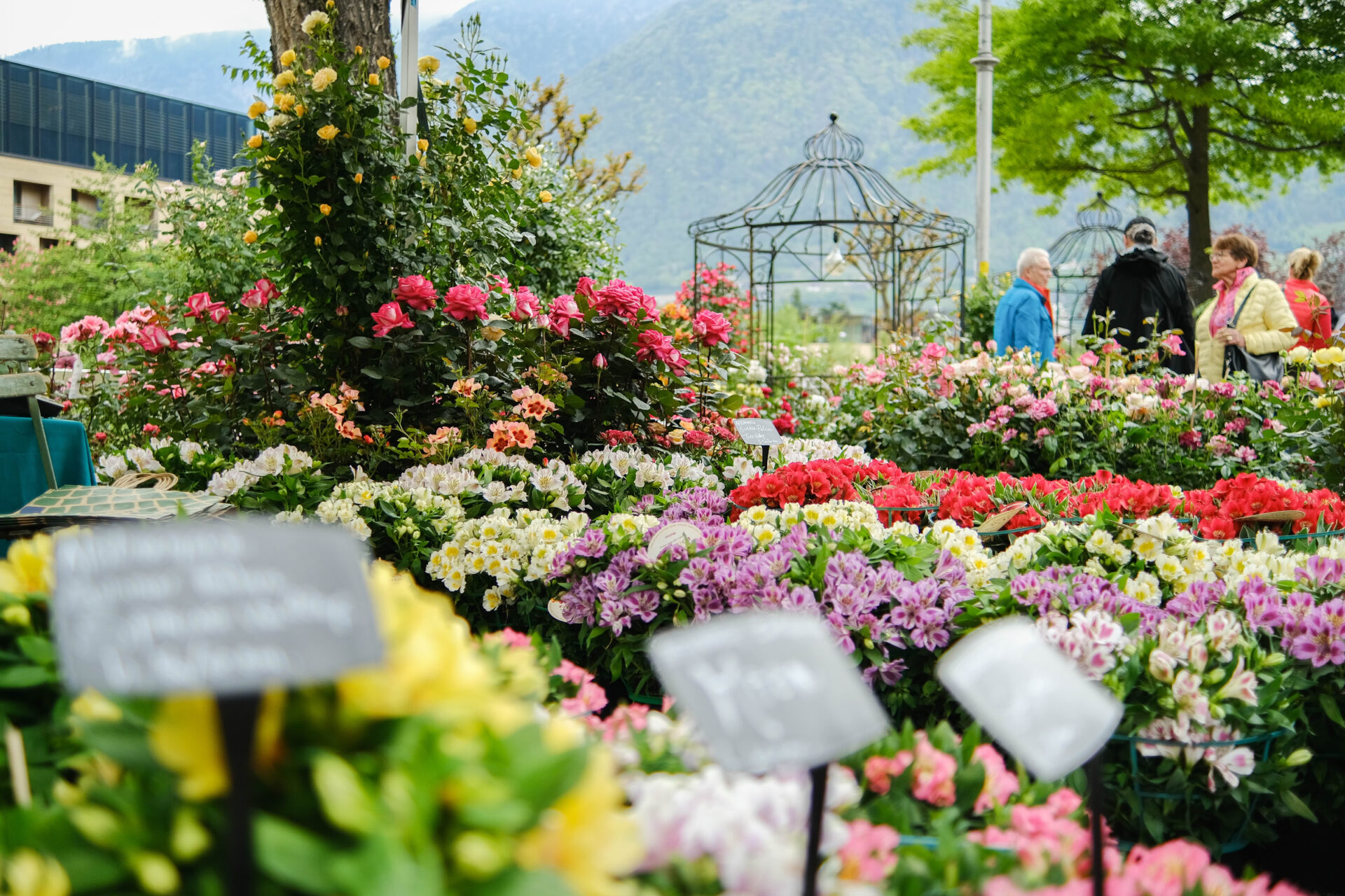 Scopri di più sull'articolo Merano Flower Festival nel segno del “Rispetto”