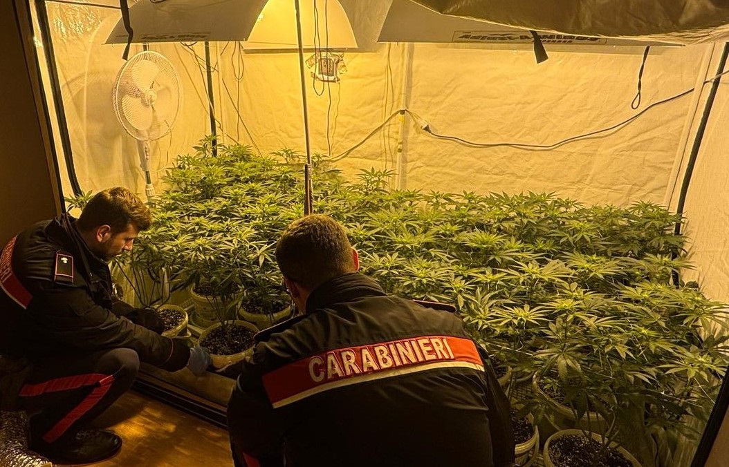 Scopri di più sull'articolo Giardinetto di marijuana a Tubre, il “coltivatore” un giovane ventiquattrenne venostano  