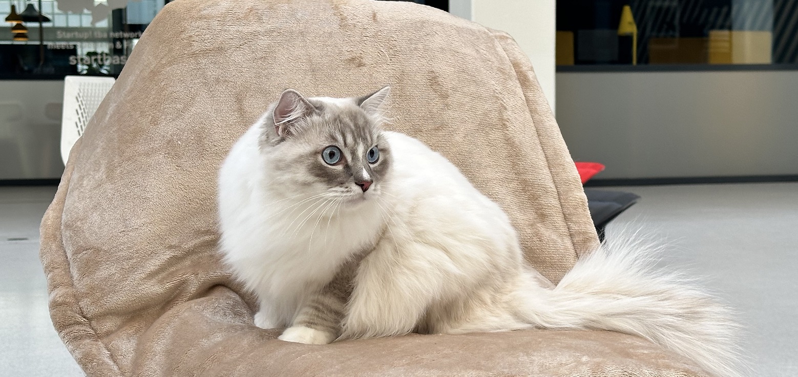 Scopri di più sull'articolo A Bolzano ‘I gatti più belli del mondo’
