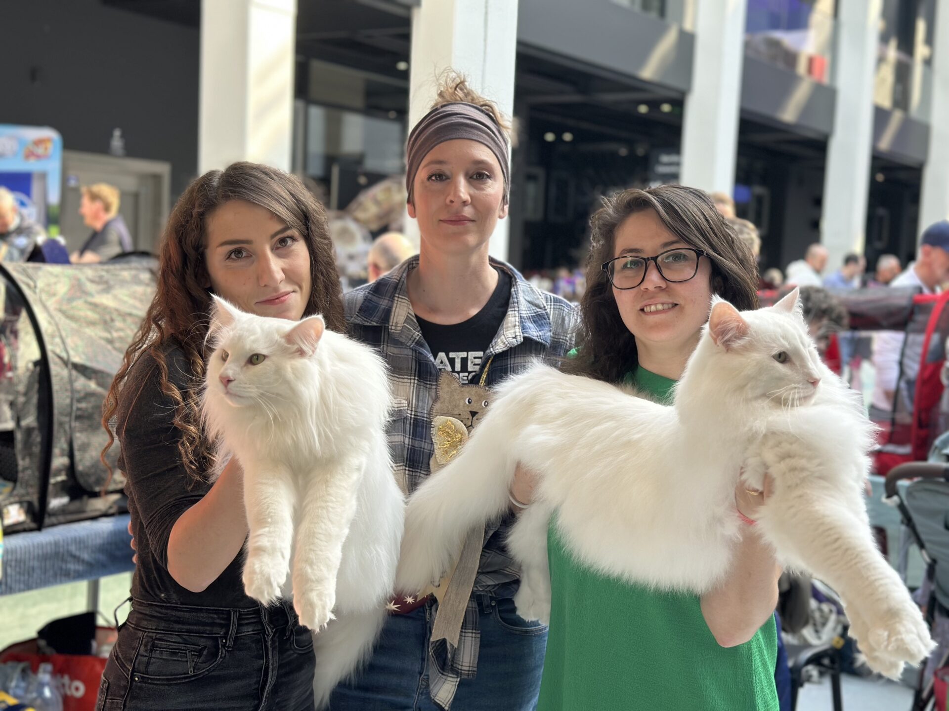 Scopri di più sull'articolo È POLDO IL GATTO PIÙ BELLO DEL MONDO, IN FINALISSIMA CON IL FIGLIO MAGLOR