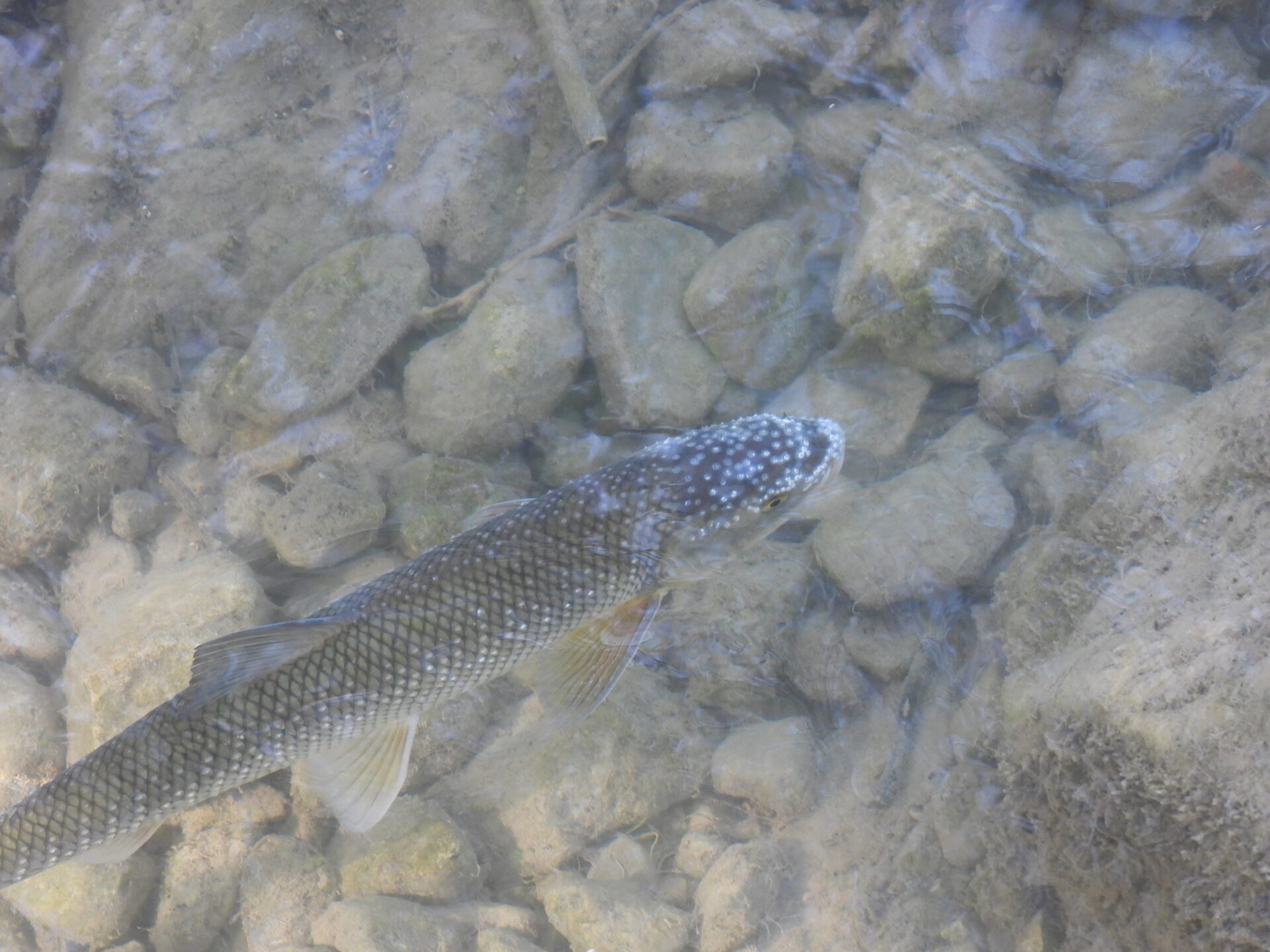 Scopri di più sull'articolo Fische im Mondsee mittels Umwelt-DNA bestimmt