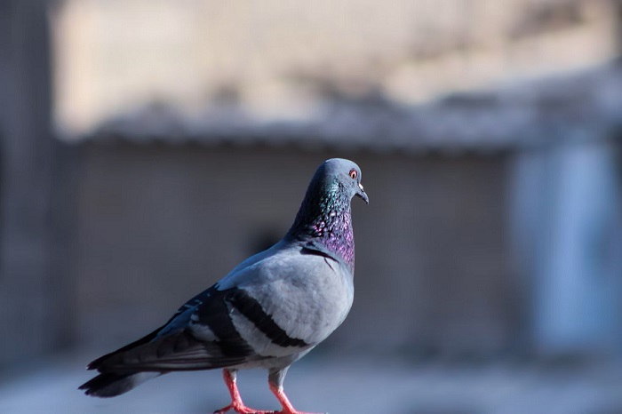 Scopri di più sull'articolo Bolzano, piccione ferito da uno sparo 