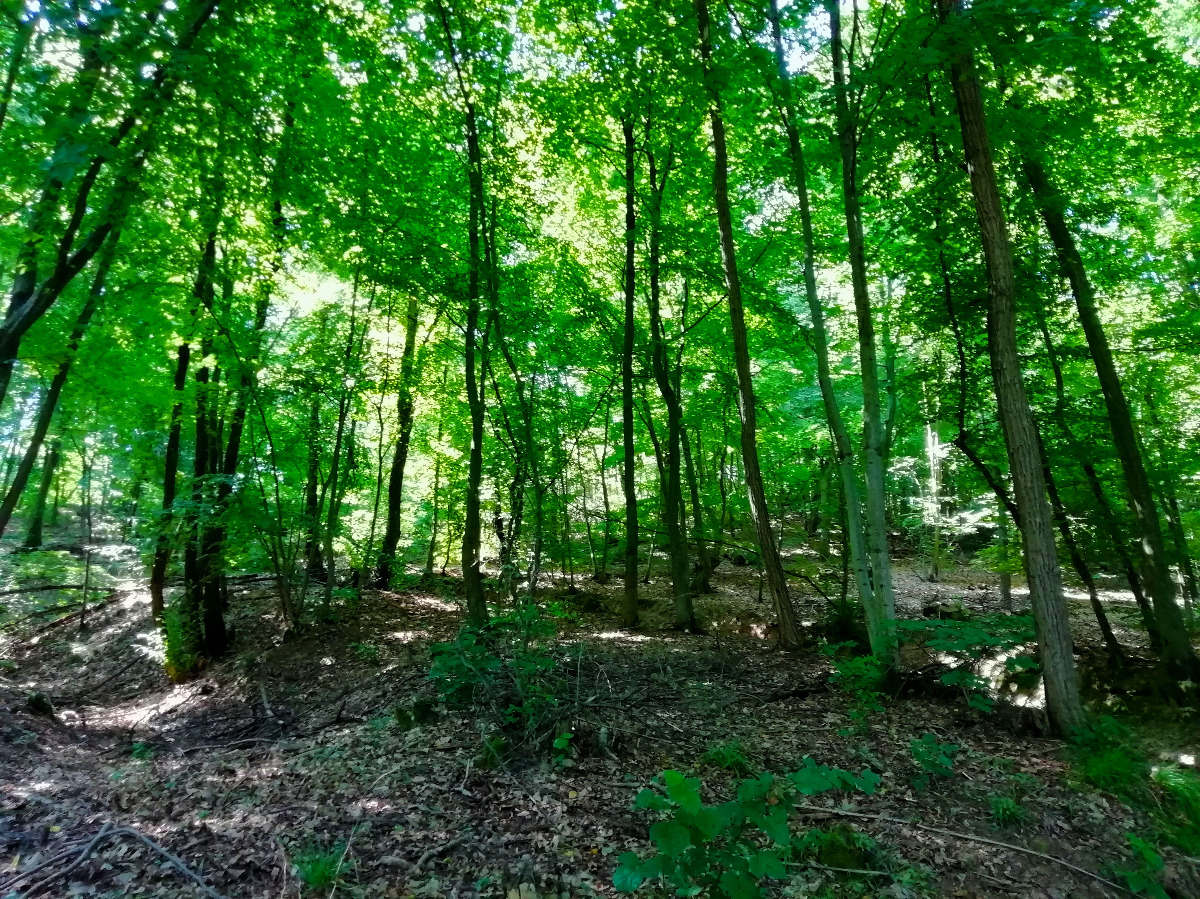 Mehr über den Artikel erfahren Un seme, un gesto, un cambiamento: a Bolzano l’arte incontra la natura